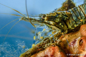 Shrimp, Palaemon serratus by Marco Gargiulo 